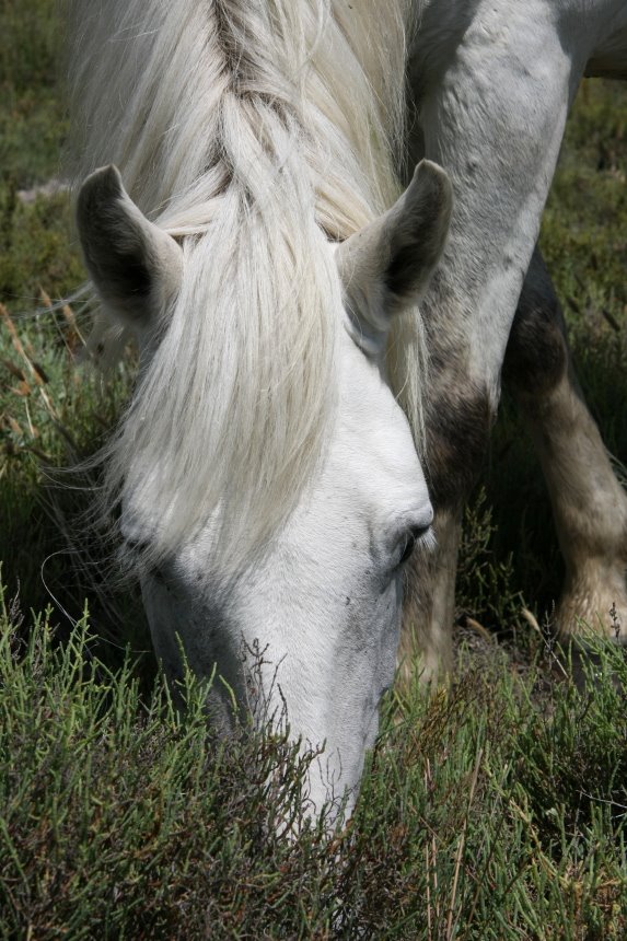 Weißes Camargue-Pferd