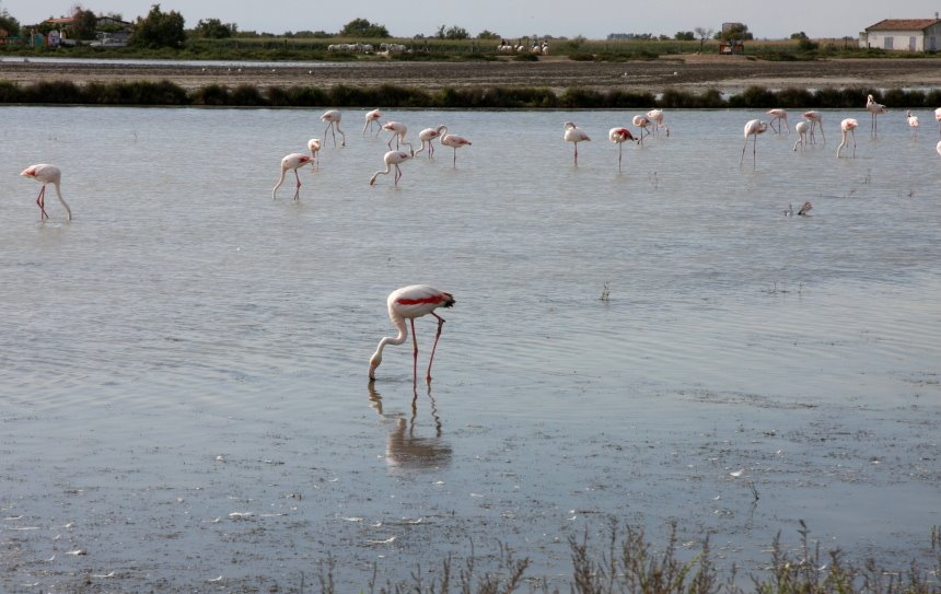 Rosarote Flamingos in der Camargue