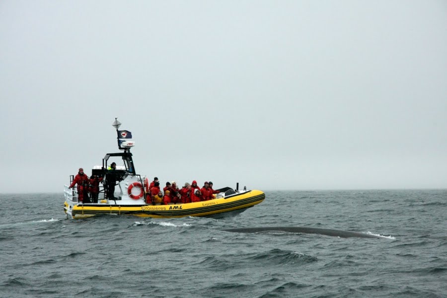 Walbeobachtung Quebec: Ein Whale Watching-Boot auf dem St Lorenz Strom bei Tadoussac