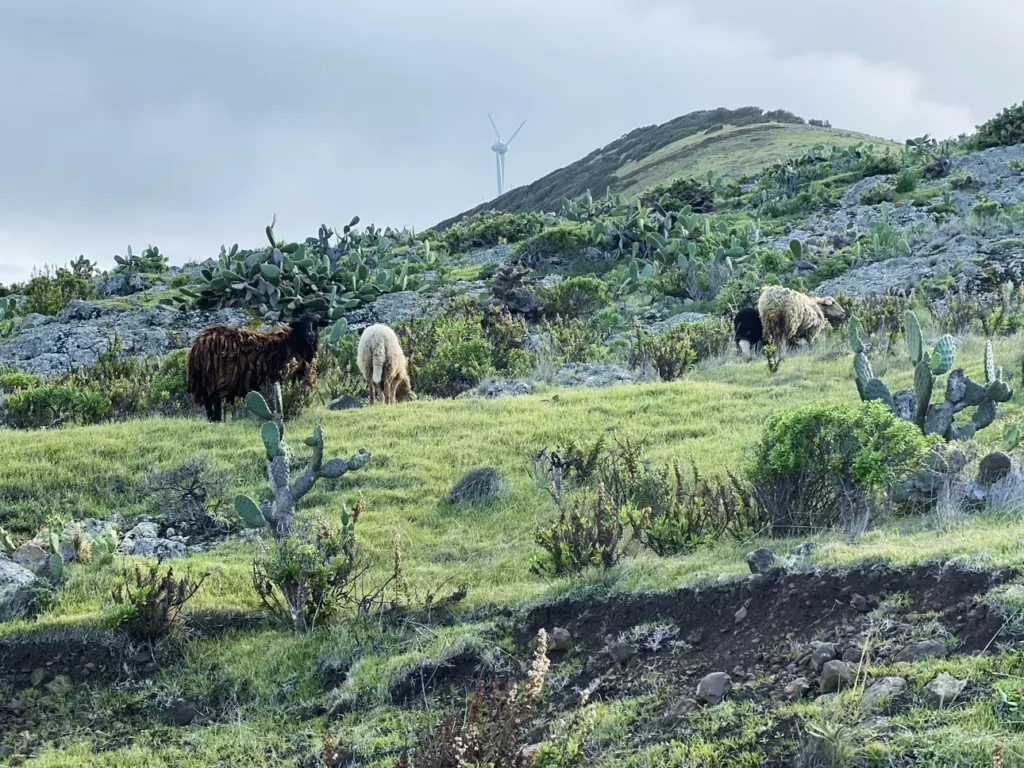 Schafe weiden in den Bergen von Garafía auf La Palma