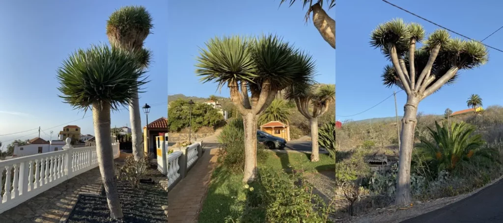 La Palma Drachenbäume werden auch Drago genannt