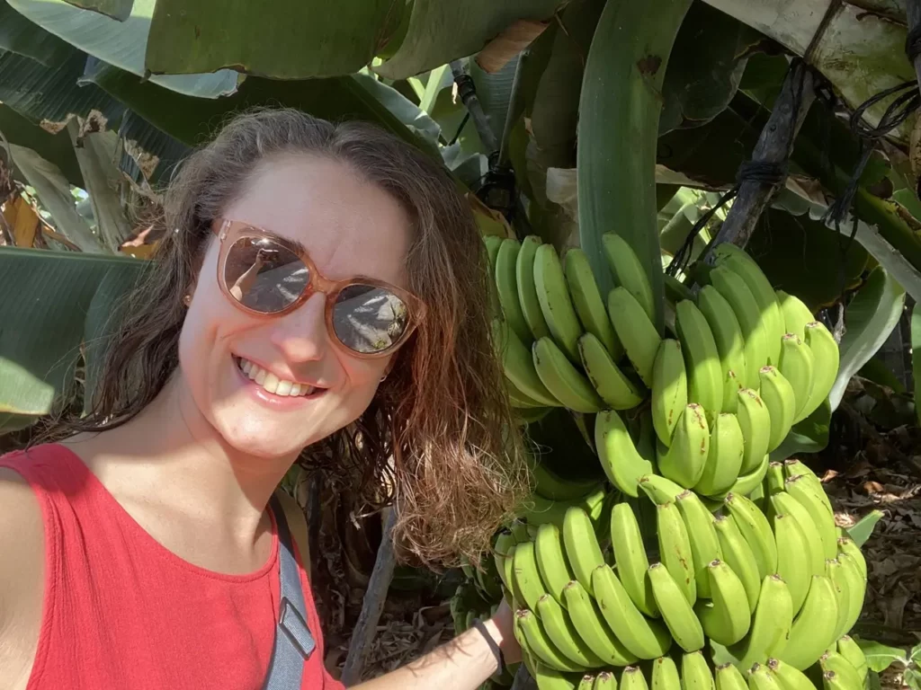La Palma Bananen sind eines der wichtigsten Exportprodukte der Kanareninsel