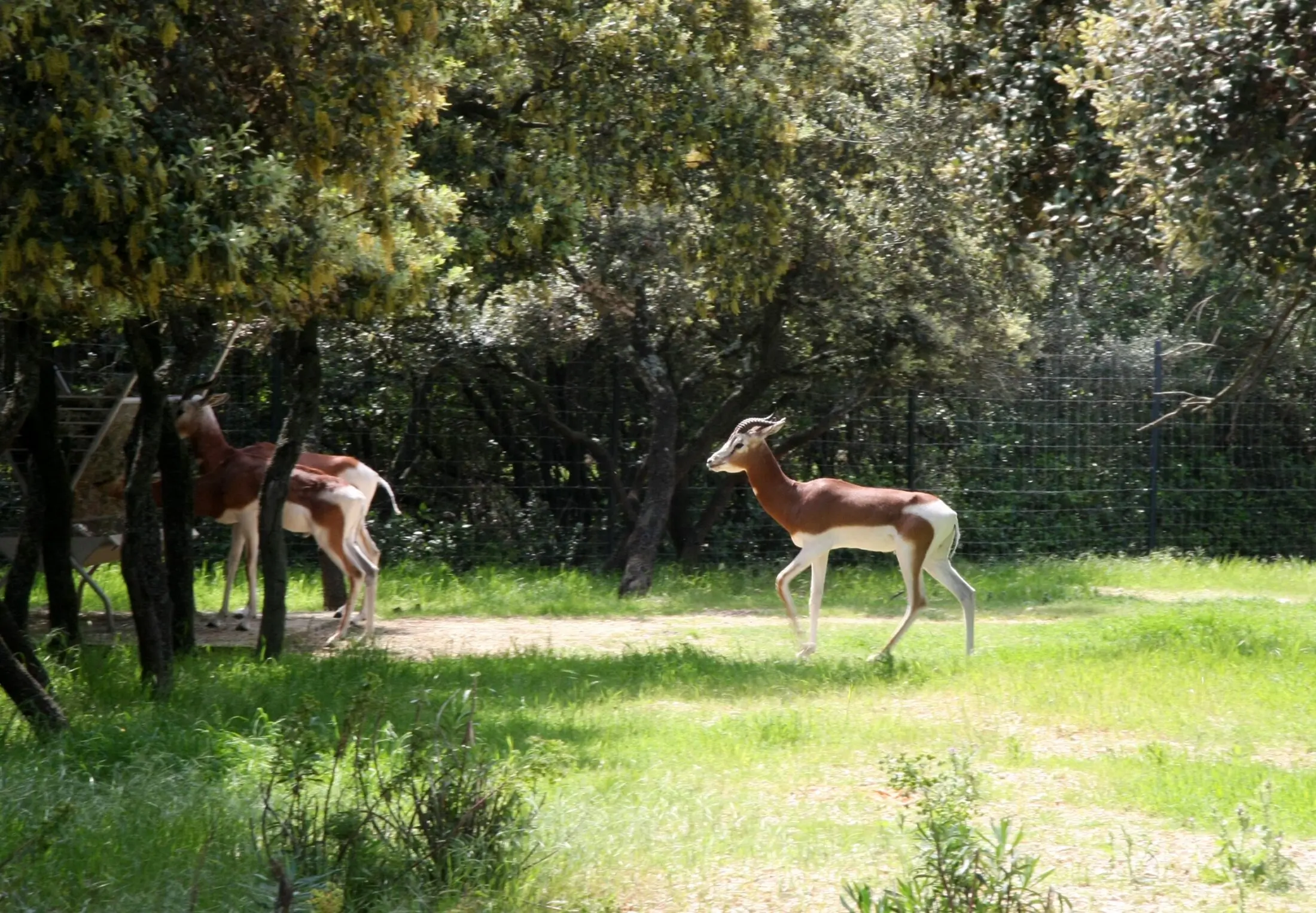 Symbolbild Montpellier Zoo: Antilope im Freigelände