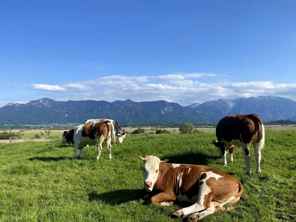 Vier Kühe in Bayern auf einer Wiese