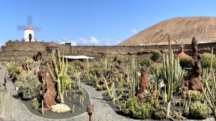 Blick über Lanzarote Kaktusgarten