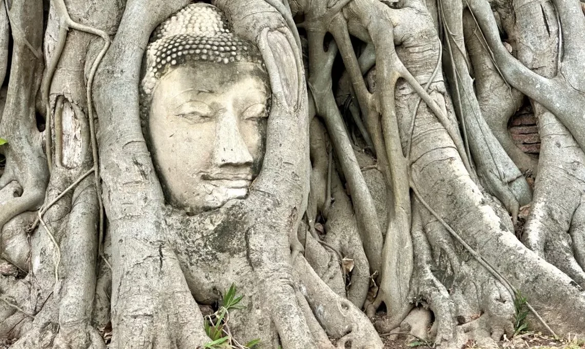 Bekanntes Wahrzeichen von Ayutthaya: in Baum eingewachsener Buddha-Kopf