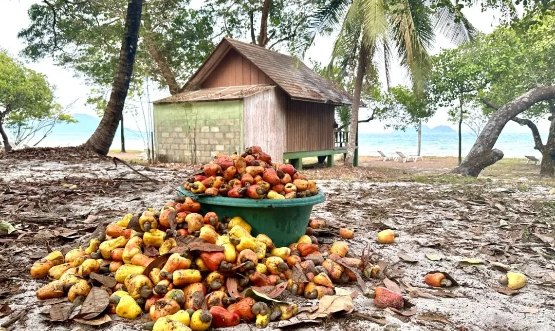 Koh Phayam: Bungalow am Strand in einer Cashewnuss-Plantage