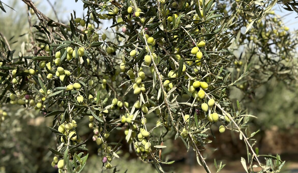 Maltas weiße Oliven "White Pearl" im Olivenhain Ta' Xmun Olive Grove